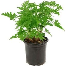 Isparta Gülü Kokulu Itır Çiçeği Fidanı (Pelargonium Graveolens) 10-20 cm