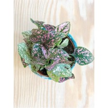 Isparta Gülü Hypoestes Hostes Çiçeği Pembe Yapraklı 10-20 cm