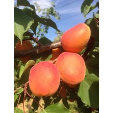 Afyon Doğa Peyzaj 3 Yaş Aşılı Tüplü Perfect Red Kırmızı Kayısı Fidanı