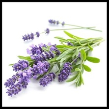 Isparta Gülü Lavanta Fidanı 10-20 cm 3 Adet