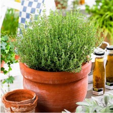 Isparta Gülü Kokulu Kekik Fidanı Fidesi 10-20 cm