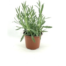 Isparta Gülü Saksıda Angustifolia Lavanta Fidanı 10-20 cm