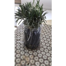 Isparta Gülü Mezarlık Kabristan Için Lavanta Fidanı 10-20 cm 3 Adet