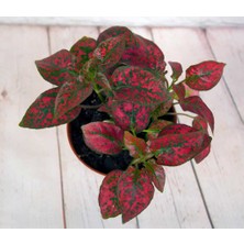 Isparta Gülü Fittonya Hostes Çiçeği Fidanı 10-20 cm