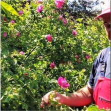 Gül Fidanı Gül Fidesi Isparta Gülü Fidanı 10-20 cm