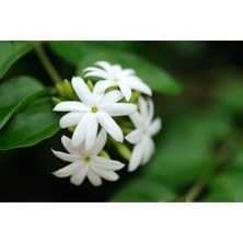 Isparta Gülü Arabic Yasemin Çiçeği Fidanı 10-20 cm