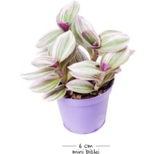 Isparta Gülü Tradescantia Nanouk & Zebrina Set 2 Adet 10-20 cm