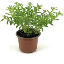 Isparta Gülü Küfeya Kufeya Cennet Çiçeği Fidanı 10-20 cm