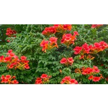 Isparta Gülü Turuncu Acem Borusu Sarmaşık ( Borazan Çiçeği ) Fidanı