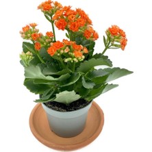 Isparta Gülü Kalanchoe Fidanı (Kalanşo) Turuncu 10-20 cm