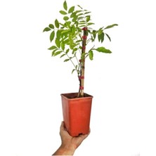 Isparta Gülü Mor Wisteria Sinensis Mor Salkım Fidanı 10-20 cm