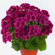 MutluPaket Aristo Burgundy Siyah Sardunya Canan Çiçeği Fidesi (1 Fide)