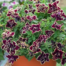 MutluPaket Tumbelina Superstar Kokulu Katmerli Sarkıcı Petunya Çiçeği Fidesi (1 Fide)