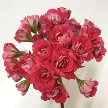 MutluPaket Özel Pink Rambler Katlı Çiçekli Olan Gül Sardunya Çiçeği Fidesi (1 Fide)