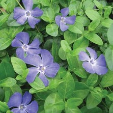 MutluPaket Herdem Yeşil Bowles Vinca Minor Çiçeği Fidesi (1 Fide)