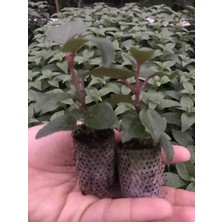 MutluPaket Xxl Çiçekli Deep Purple Küpe Çiçeği Fidesi (1 Fide)