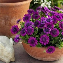 MutluPaket Katmerli Erato Double Purple Bodrum Papatyası Çiçeği Fidesi (1 Fide)