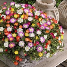 MutluPaket Yayılıcı Sarkıcı Delasporma Mixed Karışık Buz Çiçeği Fidesi (5 Fide)