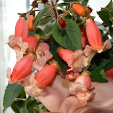 MutluPaket Özel Peach Quen Kohleria Japon Küpelisi Çiçeği Fidesi (Mini Potta)