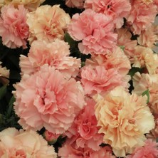 MutluPaket Nadir Kokulu Sweet Pleasure L Apricot Karanfil Çiçeği Fidesi (1 Fide)