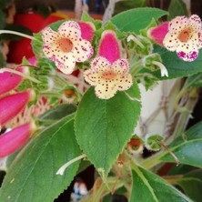 MutluPaket Özel Yf's Lysia Kohleria Japon Küpelisi Çiçeği Fidesi (Mini Potta)