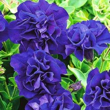 MutluPaket Tumbelina Belinda Kokulu Katmerli Sarkıcı Petunya Çiçeği Fidesi (1 Fide)