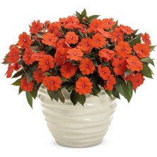 MutluPaket Özel Tür Turuncu Magnifico Orange Yeni Gine Cam Güzeli Çiçeği Fidesi (1fide)