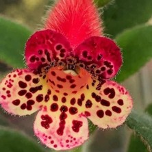 MutluPaket Özel Srg's Black Jack Kohleria Japon Küpelisi Çiçeği Fidesi (Mini Potta)