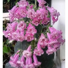 MutluPaket Özel Nis Elvira Kohleria Japon Küpelisi Çiçeği Fidesi (Mini Saksıda)