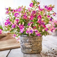 MutluPaket Rosy Violet 3 Renkli Dev Çiçekli Küpe Çiçeği Fidesi (1 Fide)