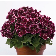 MutluPaket Özel Tür Nadir Aristo Black Beauty Sardunya Çiçeği Fidesi (1 Fide)