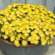 MutluPaket Yayılıcı Delasporma Yellow Sarı Buz Çiçeği Fidesi (2 Fide)