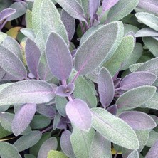 MutluPaket Purpurmantel Adaçayı Çiçeği Fidesi (2 Fide )