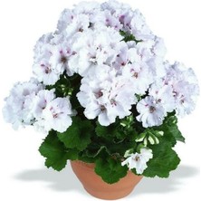 MutluPaket Aristo Snow Sardunya Canan Çiçeği Fidesi (1 Fide)