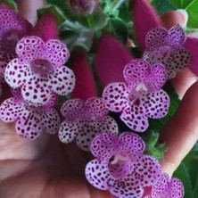 MutluPaket Özel Bts Maggie Kohleria Japon Küpelisi Çiçeği Fidesi (Mini Potta)