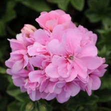 MutluPaket Sarkan Grandeur Ivy Pink Sakız Sardunya Fidesi (1 Fide)