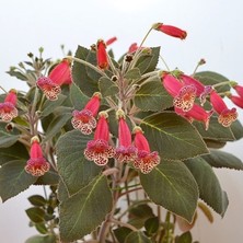 MutluPaket Özel Brimstone Kohleria Japon Küpelisi Çiçeği Fidesi (Mini Potta)