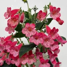 MutluPaket Özel Manchu Kohleria Japon Küpelisi Çiçeği Fidesi (Mini Saksıda)