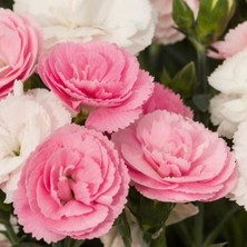 MutluPaket Pastel Renkler Sweet Pleasure Light Pink Kokulu Karanfil Fidesi (1 Fide)