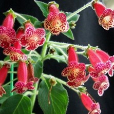 MutluPaket Özel Lucifer Kohleria Japon Küpelisi Çiçeği Fidesi (Mini Potta(Kopya)