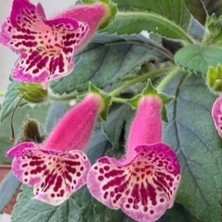 MutluPaket Özel Yf's Dance Kohleria Japon Küpelisi Çiçeği Fidesi (Mini Potta)