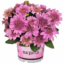 MutluPaket Nadide Renkler Katmerli Erato Double Pink Bodrum Papatyası Çiçeği Fidesi (1 Fide)