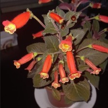 MutluPaket Özel Brasil Gem Kohleria Japon Küpelisi Çiçeği Fidesi (Mini Potta)