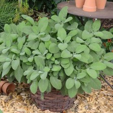 MutluPaket Culinaria Adaçayı Fidesi (2 Fide )