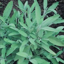 MutluPaket Fortado Adaçayı Çiçeği Fidesi (2 Fide )