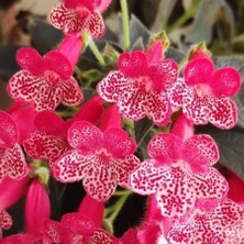 MutluPaket Özel Quen Victor Kohleria Japon Küpelisi Çiçeği Fidesi (Mini Potta)