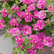 MutluPaket Katmerli Calita Double Pink Splash Petunya Çiçeği Fidesi (1 Fide)