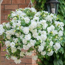 MutluPaket Tumbelina Diana Kokulu Katmerli Sarkıcı Superstar Petunya Çiçeği Fidesi (1 Fide)