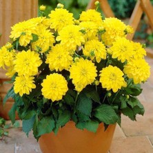 MutluPaket Dev Çiçekli Lubega Power Yellow Dahlia Çiçeği Fidesi (1 Fide)