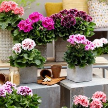 MutluPaket Mix Karışık Renkli Sardunya Canan Çiçeği Fidesi (4 Fide)